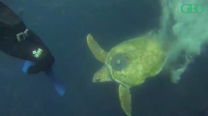 Après avoir parcouru 40 000 kilomètres, Yoshi la tortue a envoyé sa dernière transmission