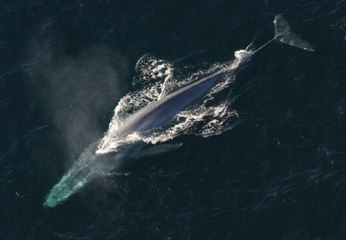 Les baleines bleues de retour en Géorgie du Sud plus de 50 ans après leur disparition