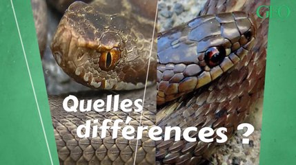 Pupilles, écailles, queue... Quelles sont les différences entre les vipères et les couleuvres ?