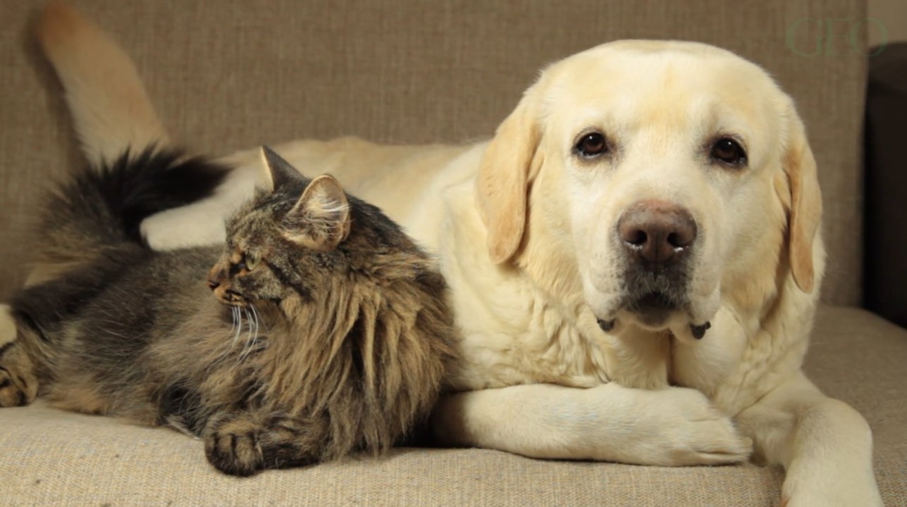 Les animaux sauvages et domestiques ne jouent "aucun rôle" dans la propagation du Covid-19 en France, selon l'Anses