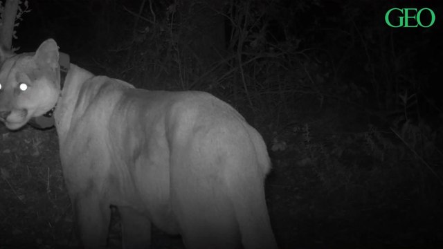 Environnement : des malformations détectées pour la première fois chez les pumas des monts Santa Monica
