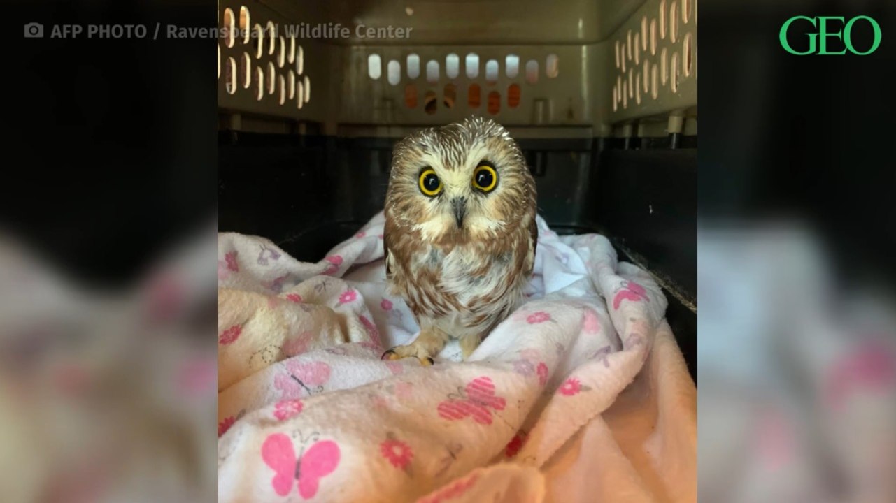 New York : une petite chouette découverte dans le sapin de Noël du Rockefeller Center