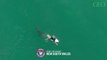 Environnement : les images impressionnantes d'un grand requin blanc s'approchant d'un surfeur australien