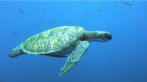 Des faux œufs géolocalisés pour stopper le trafic illégal de tortues de mer