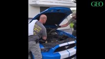 Floride : ce python birman se trouvait sous le capot d'une Ford Mustang !