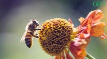 Environnement : l'agriculture bio booste les performances des colonies d'abeilles mellifères