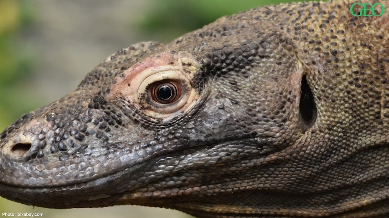 Environnement : en Indonésie, comment se portent les populations de dragons de Komodo ?