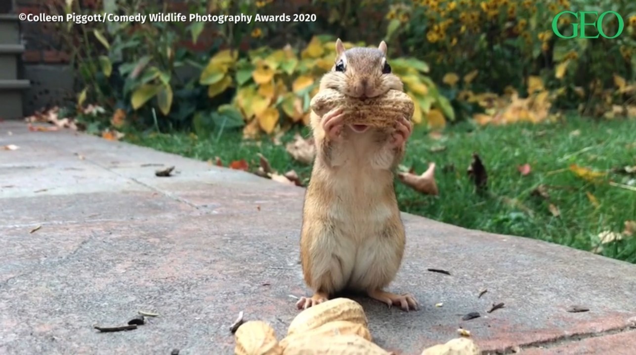 Les vidéos animalières hilarantes des Comedy Wildlife Photography Awards