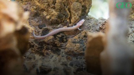 Slovénie : dans la grotte de Postojna, partez à la rencontre de trois "bébés dragons"