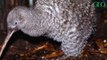 En Nouvelle-Zélande, le kiwi à petites taches se retrouve malgré lui au centre d'une fraude électorale
