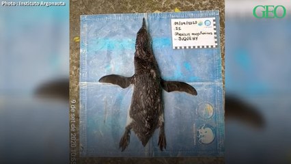 Environnement : au Brésil, un manchot retrouvé mort après avoir avalé un masque sanitaire