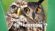 Quelles sont les différences entre les chouettes et les hiboux ?