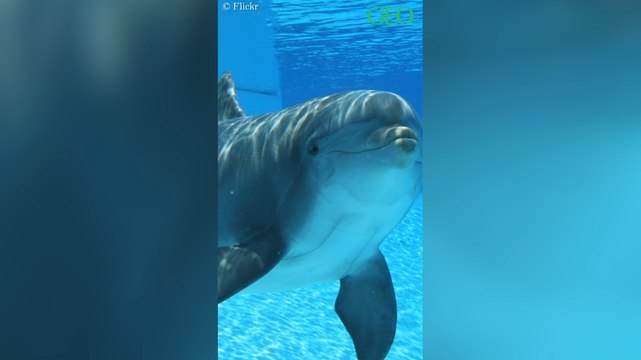 Fin des delphinariums en France : que vont devenir les cétacés captifs ?