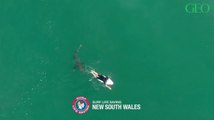 Australie : les images impressionnantes d'un grand requin blanc s'approchant d'un surfeur