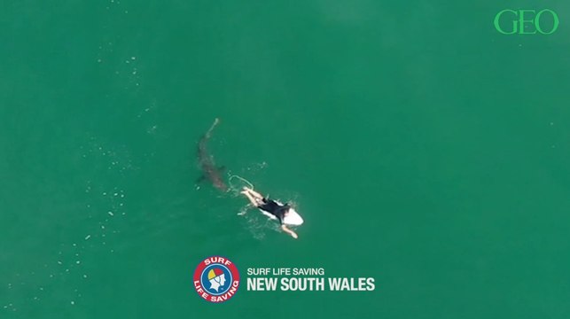 Australie : les images impressionnantes d'un grand requin blanc s'approchant d'un surfeur