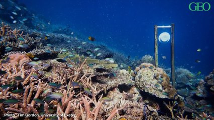 Environnement : en Australie, des enceintes sous-marines pour sauver la Grande Barrière de corail