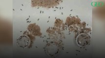 Pour ne pas se noyer, cette fourmi a une technique bien particulière...