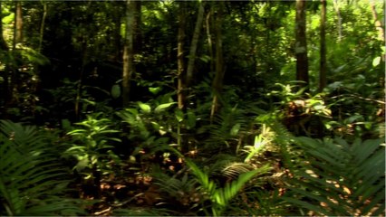 Voici comment les plantes pourraient aider à retrouver des cadavres en décomposition