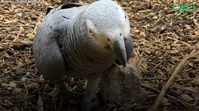 En Angleterre, des perroquets insultent les visiteurs d'un parc animalier