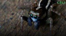 Insolite : une Australienne découvre une nouvelle espèce d'araignée dans son jardin