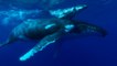 Des chercheurs sont parvenus à décrypter les chants des baleines bleues
