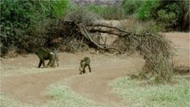 Kenya : les babouins mâles qui ont des amiEs ont une meilleure espérance de vie