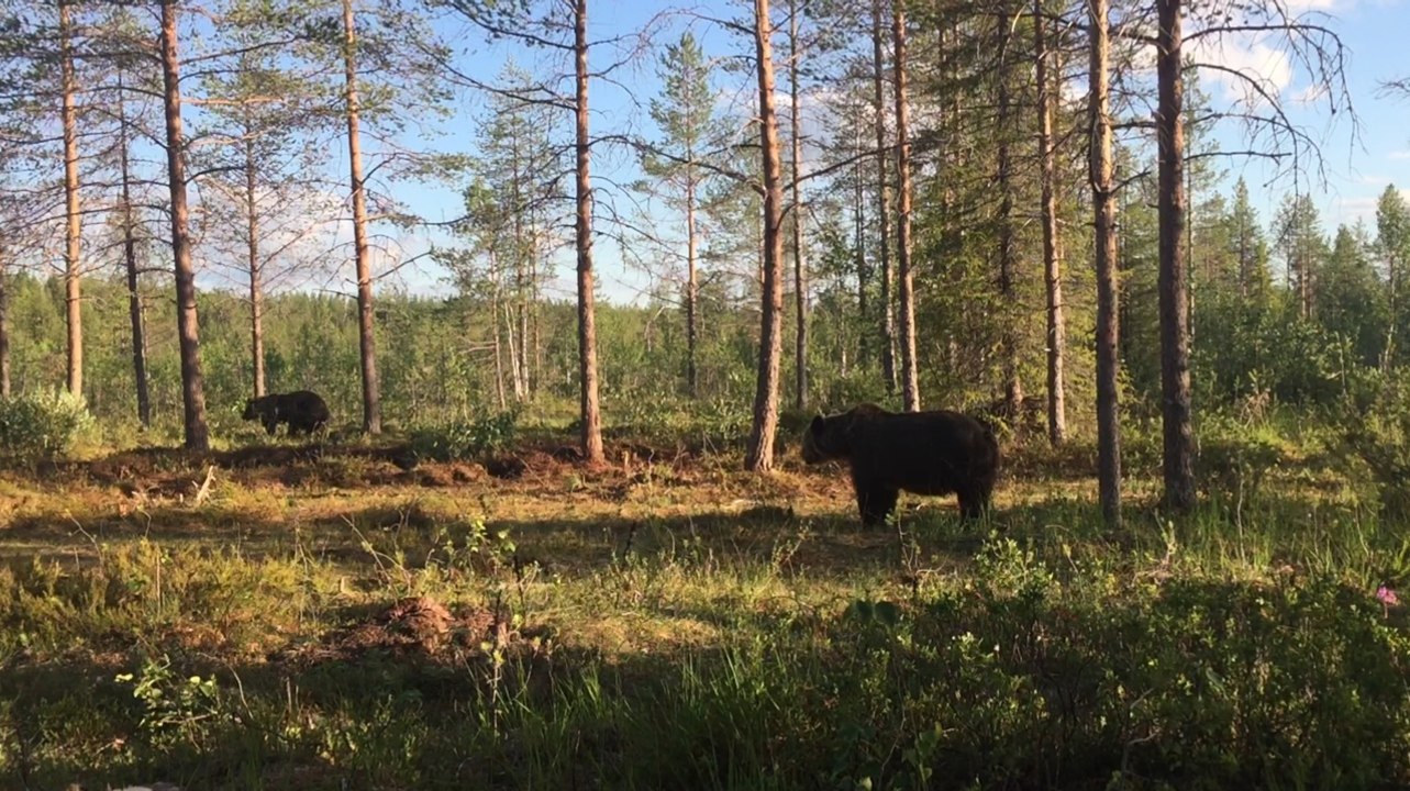 Parti à l'affût des grands carnivores de Finlande, il a "redécouvert le sentiment d'être une proie"