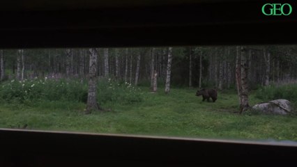 Des ours, des loups, des gloutons... En Finlande, notre journaliste est parti à l'affût des grands carnivores