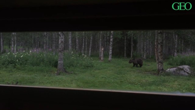 Des ours, des loups, des gloutons... En Finlande, notre journaliste est parti à l'affût des grands carnivores