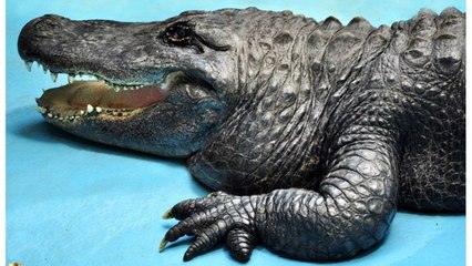 Arrivé au zoo de Belgrade il y a 83 ans, Muja est l’alligator le plus vieux du monde