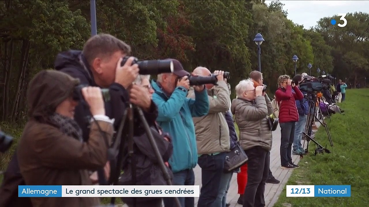 Animaux : les grues cendrées s'aventurent au nord de l'Allemagne