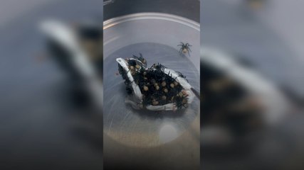 Environnement : en Australie, un zoo fait éclore un sac d’œufs de l’araignée la plus dangereuse au monde