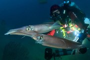 Planète Méditerranée, une expédition inédite dans les profondeurs méconnues de la grande bleue