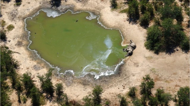 La mort de centaines d'éléphants au Botswana enfin résolue