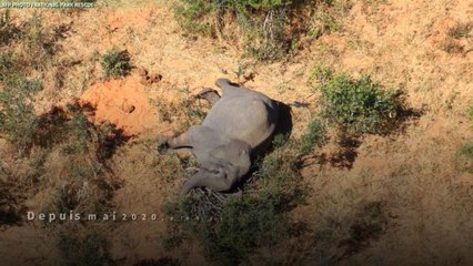 Botswana : la mort mystérieuse de centaines d'éléphants interroge les spécialistes