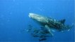 Et le record du plus grand poisson au monde revient à... la femelle requin-baleine