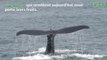 Environnement : Les baleines à bosse font un retour remarquable à travers le monde