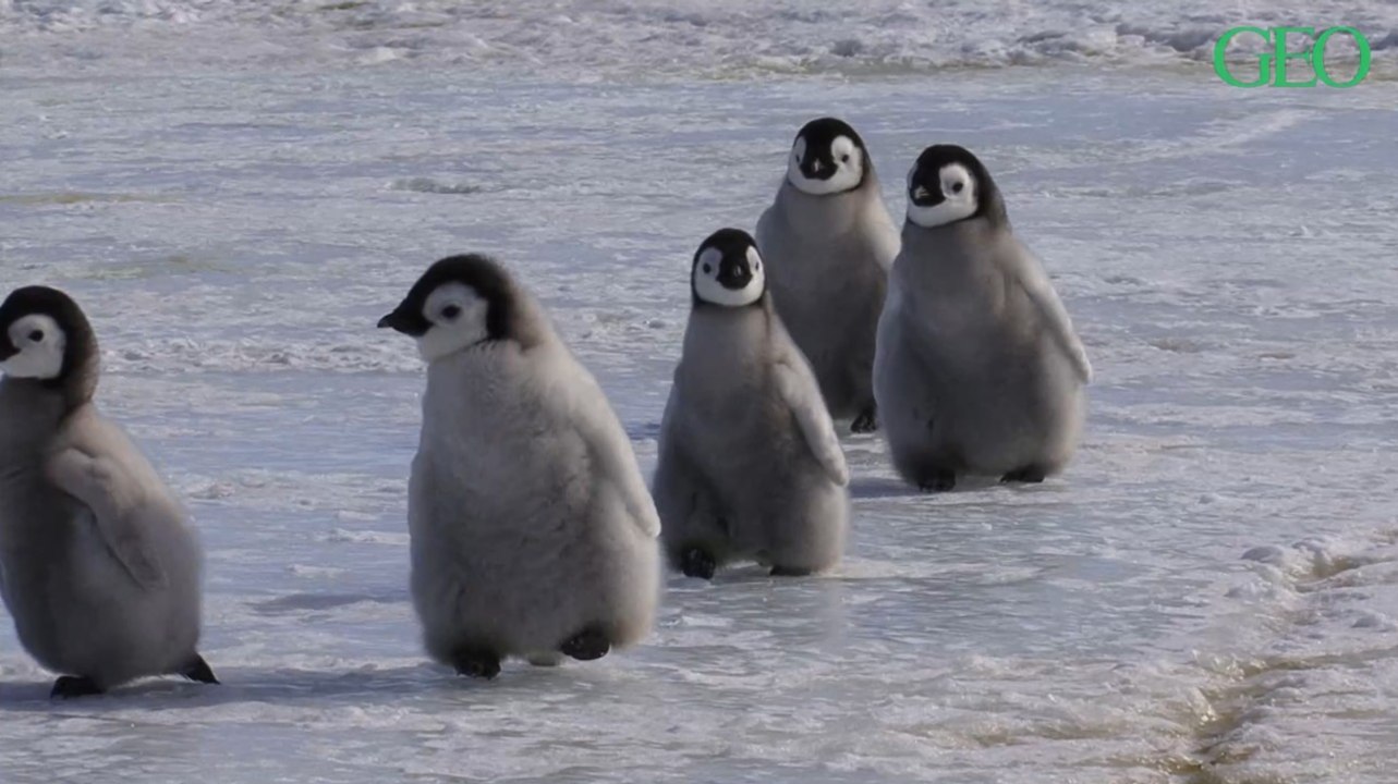 Environnement : quelle est la différence entre un manchot et un pingouin ?