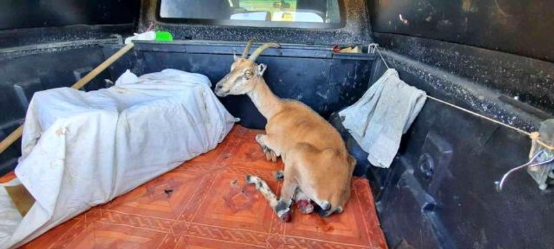 Yörük çobanın ormanda bulduğu yaralı yaban keçisi tedavi altına alındı
