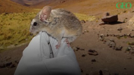Chili : pour la toute première fois, un petit mammifère a été observé à 6 739 m d'altitude