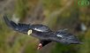 Environnement : après avoir failli disparaître, les condors de Californie sont de retour aux Etats-Unis