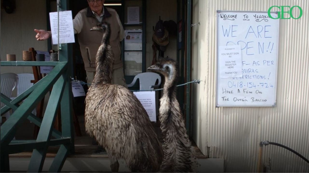 Australie : deux émeus exclus d'un hôtel pour mauvais comportement