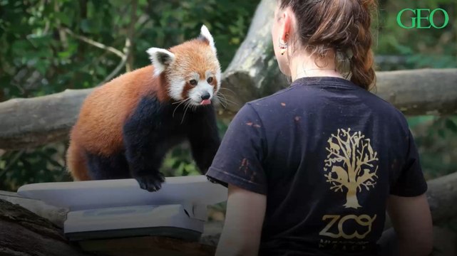 Découvrez les plus beaux zoos de France