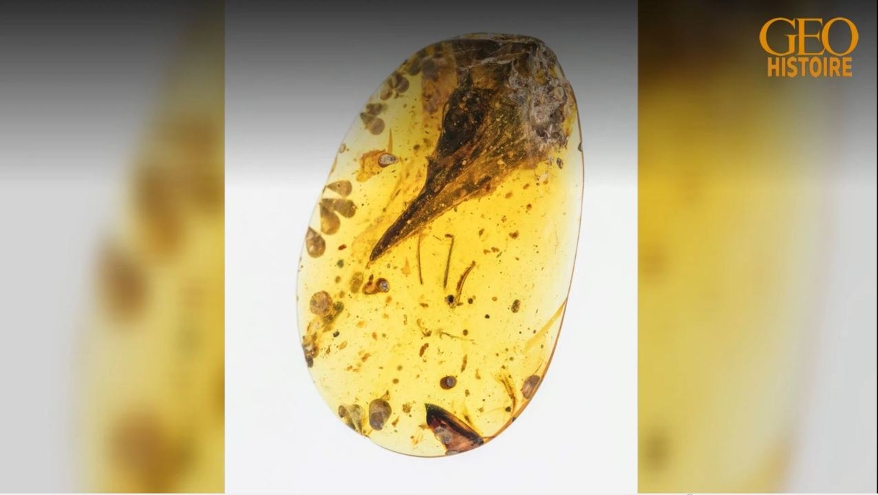 Myanmar : le minuscule dinosaure vieux de 99 millions d'années serait en réalité un lézard