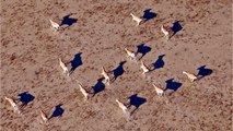 Plus de 500 naissances d'antilopes saïgas donnent espoir pour l'espèce menacée