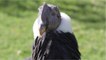 Le condor des Andes peut voler pendant des heures sans battre des ailes