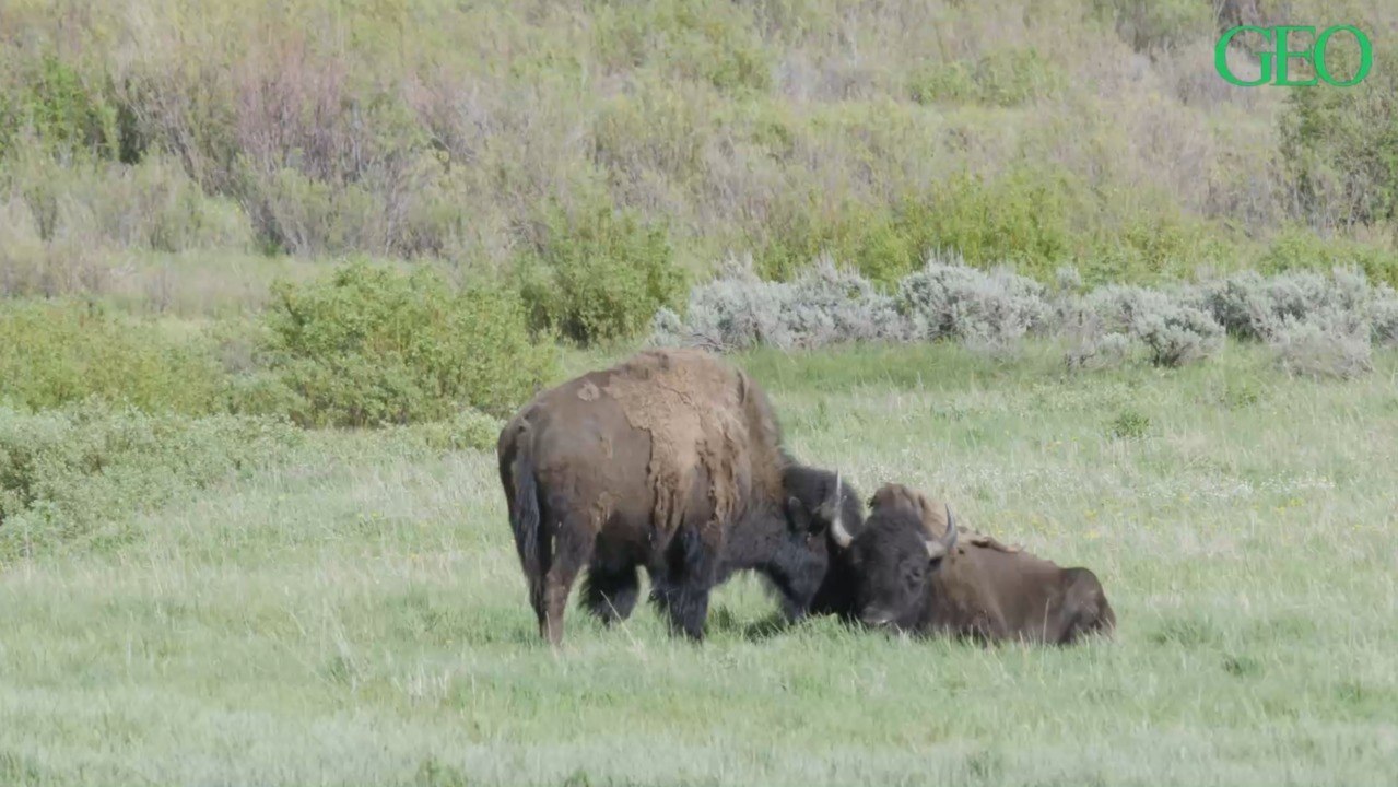 Environnement : à Yellowstone, les bisons prolongent le printemps