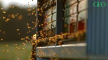 En Croatie, l'état de catastrophe naturelle déclaré après la mystérieuse mort de 60 millions d’abeilles