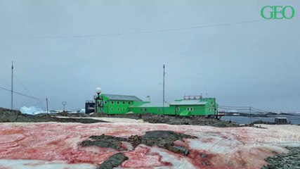 Environnement : en Antarctique, la neige devient rouge sang à cause du réchauffement climatique