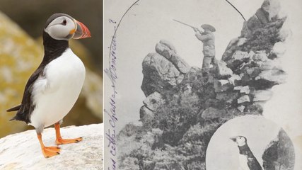 Bretagne : à la rencontre des macareux de la réserve naturelle des Sept-Iles